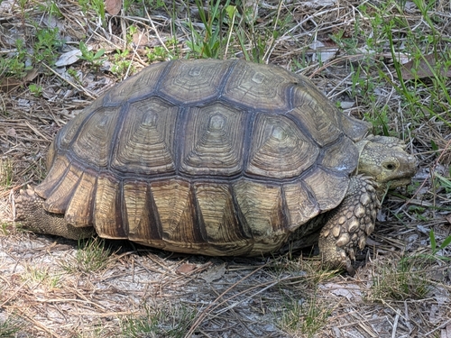 Centrochelys sulcata