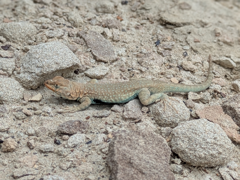 Common Side-blotched Lizard in May 2026 by Benjamin Mohler · iNaturalist
