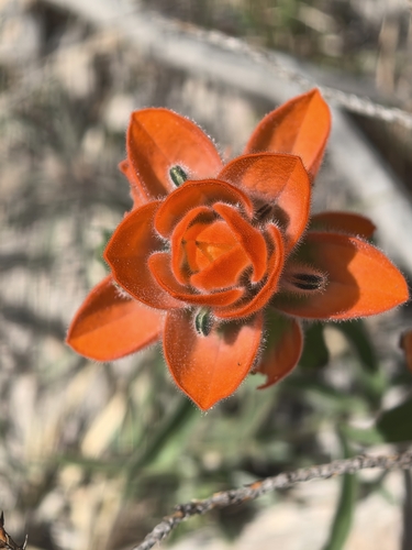 Flor de tiempo