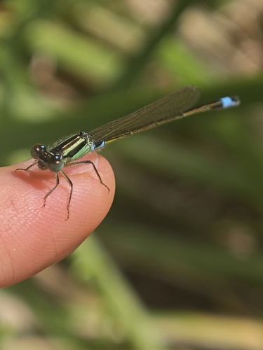 Common Bluetail