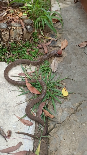 Small-banded Kukri Snake