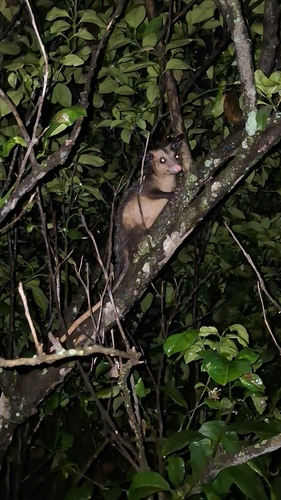 Southern Opossum