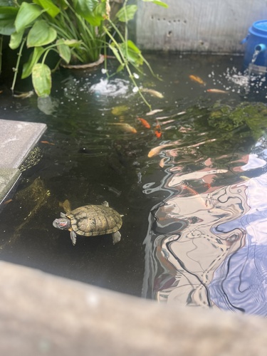 Trachemys scripta elegans