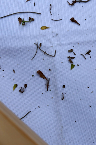 iNaturalist observation photo of Common Snakeflies