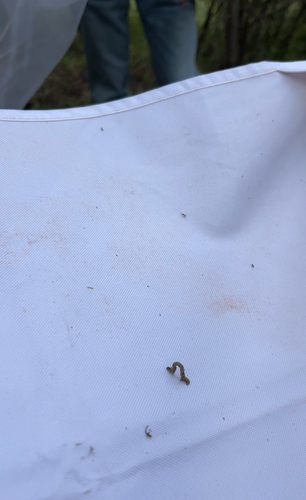 iNaturalist observation photo of Geometer Moths