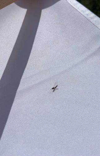 iNaturalist observation photo of Small Mayflies