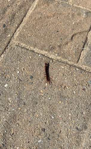 iNaturalist observation photo of Centipedes