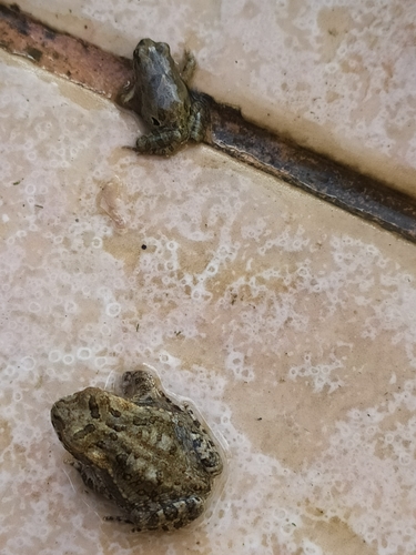 Juliaca four-eyed frog
