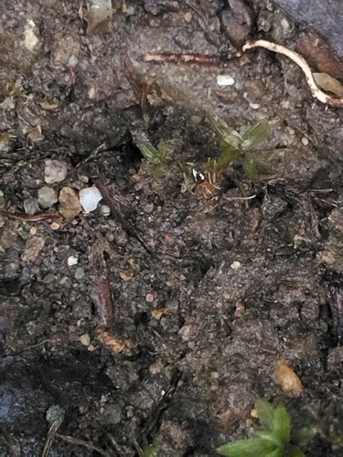 Yellow-footed Ant