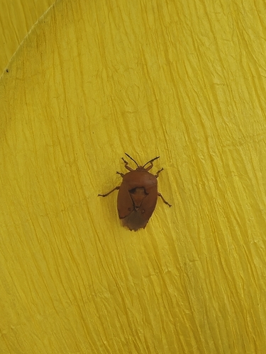 Lychee Stink Bug