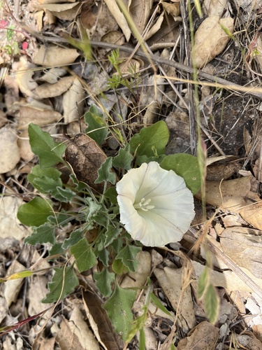 iNaturalist observation photo of Hillside False Bindweed