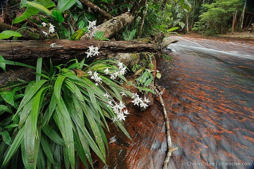 Otostylis