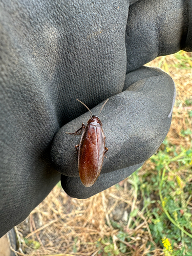 iNaturalist observation photo of Western Wood Cockroach