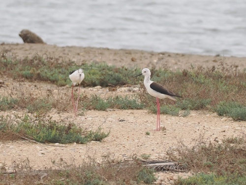 Black-winged Stilt
