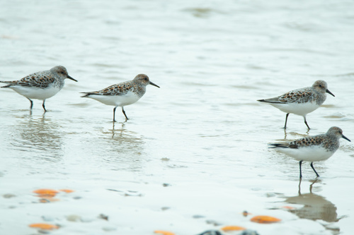 Sanderling
