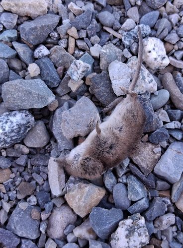 Masked Shrew observed by draginous