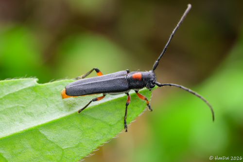 Phytoecia rufiventris