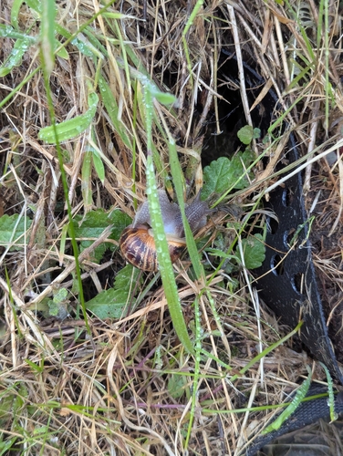 Cornu aspersum