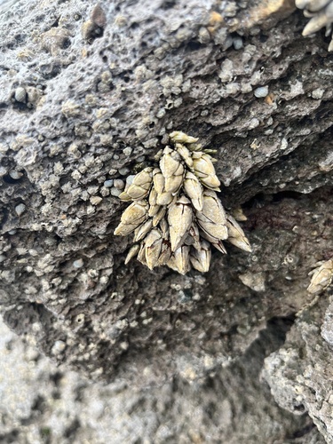 Japanese goose barnacle