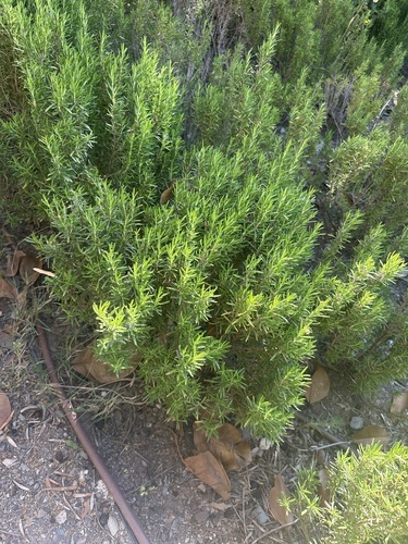 Avistamiento Salvia rosmarinus