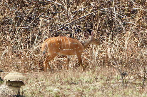 Tragelaphus scriptus phaleratus