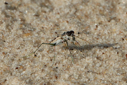 Habrodera nitidula