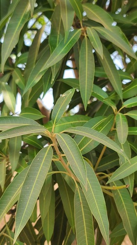 Indian mango