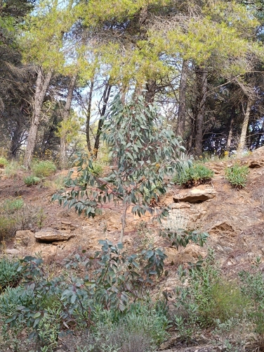 Avistamiento Eucalyptus camaldulensis