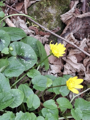 lesser celandine