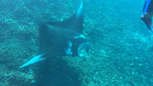 Mobula alfredi