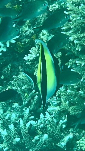 Zanclus cornutus