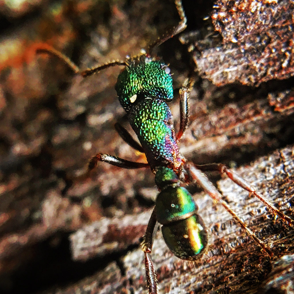 Green-head Ant (Rhytidoponera metallica) · iNaturalist