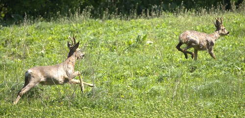 Western Roe Deer