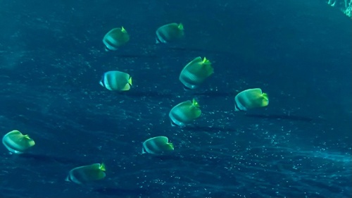 Chaetodon kleinii