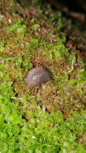 Onchidella celtica