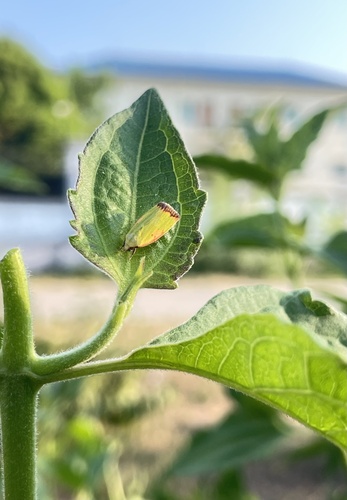 Cotton Green Moth