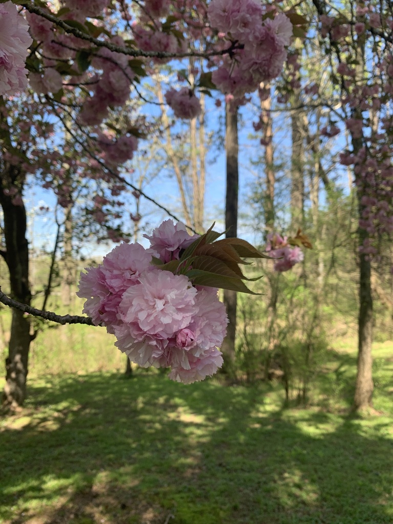 plums, cherries, and allies from Kay Dr, Ringgold, GA, US on April 2 ...