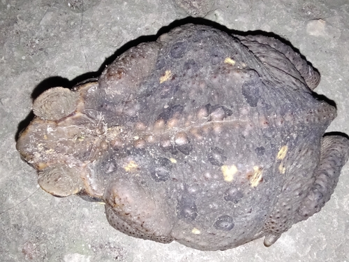 Giant Toad