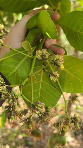 cashew