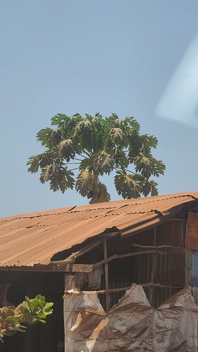 Papaya