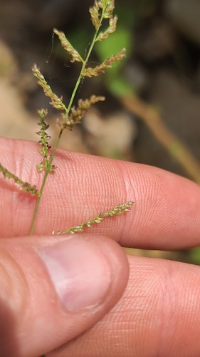Lax Panicgrass