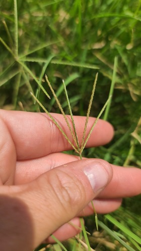 Bermuda grass