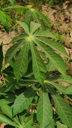 Cassava