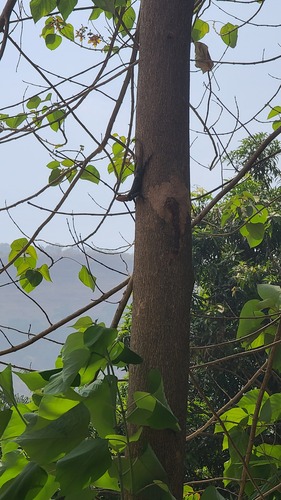 Peters's Rock Agama