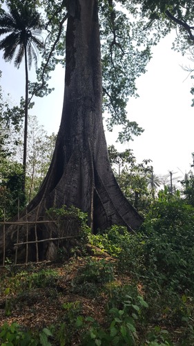Kapok Tree