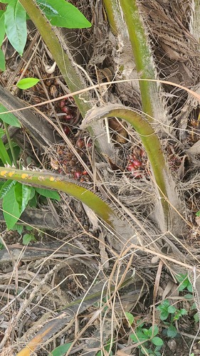 African oil palm