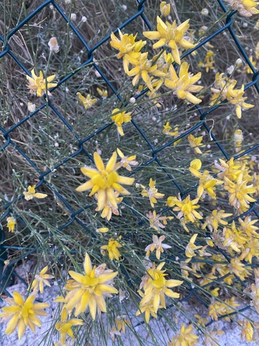 Avistamiento Genista umbellata