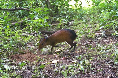 Black-rumped Agouti