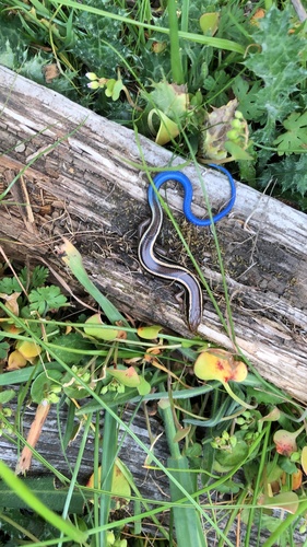 iNaturalist observation photo of Western Skink