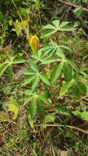 Cassava